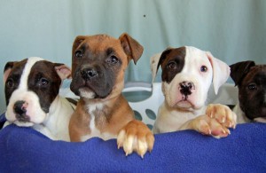 Fostering