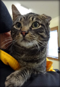 Cat of the Week-rena-large
