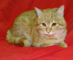 Cat of the Week-Alex-large