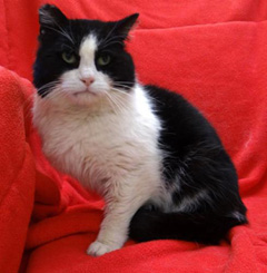 Cat of the Week-sylvester-large
