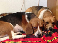 Dog of the Week-Beagles-large
