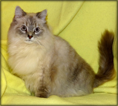 Cat of the Week-daisy-large