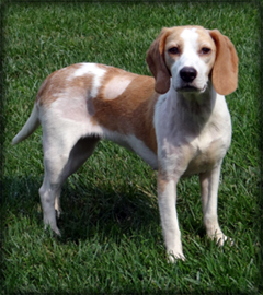 Dog of the Week-Macey-large