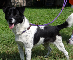 dog of the week--patience--large