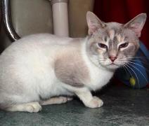 Cat of the Week-Camille-large