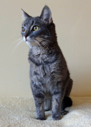 Cat of the Week - Anna large