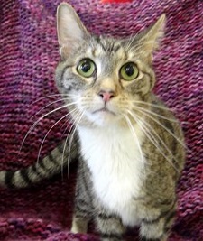 Cat of the Week - Dutch large