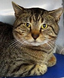Cat of the Week - Homer large