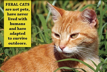 Feral Cat Trapping Tips