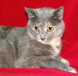 Cat of the Week - Adele large