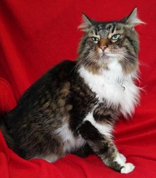Cat of the Week - Bella large