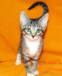 Cat of the Week - Kittens large