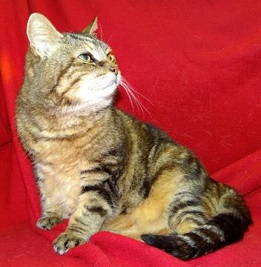 Cat of the Week - Anjou large