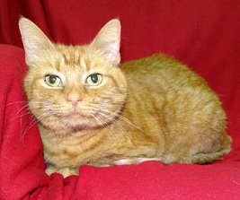 Cat of the Week - Reese