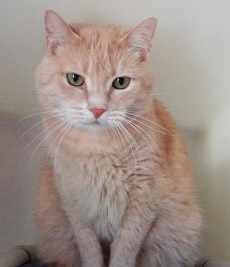 Cat of the Week - Tom Tom large