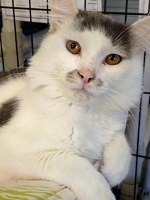 Cat of the Week - Remy large