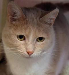 Cat of the Week - Sweet Baby large