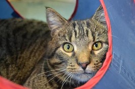 Cat of the Week  - Clarence large