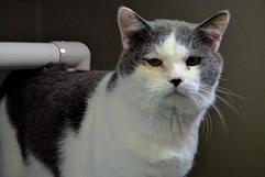 Cat of the Week - Grayson large