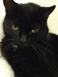 Cat of the Week - Bianca large