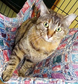 Cat of the Week - Macey large