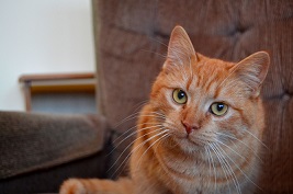 Cat of the Week - Percy large