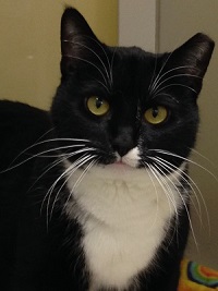 Cat of the Week - Tyler large