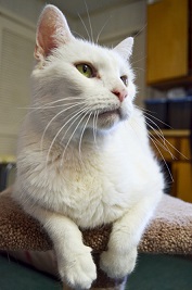 Cat of the Week - Isabella large