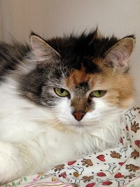 Cat of the Week - Skittles large