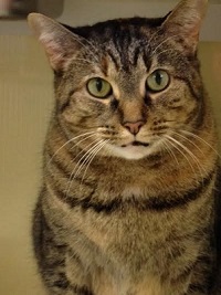 Cat of the Week - Macey large