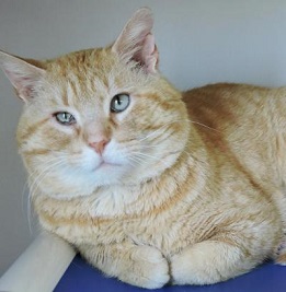 Cat of the Week - Elroy large