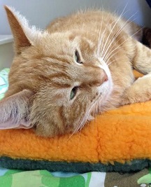 Cat of the Week - Sunny large