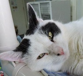 Cat of the Week - Bailey large