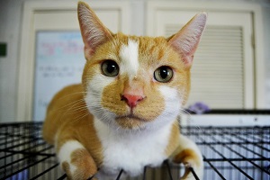 Adoption Petco Cat