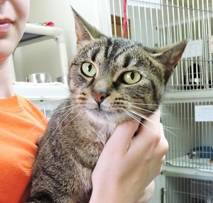 Petco store cat shelter