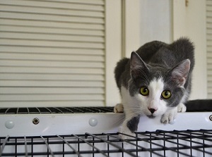 kittens for sale petco