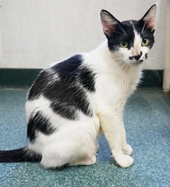Cat of the Week - Lorraine large