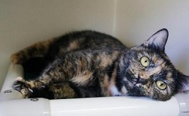 Cat of the Week - Shelley large