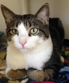 Cat of the Week - Ozzie large