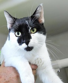 Cat of the Week - Taylor large