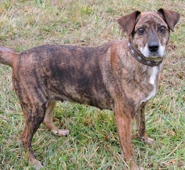 Dog of the Week - Gypsy large