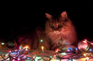 xmascat