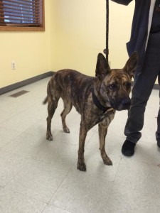 This handsome dog was reunited with his owner after seeing a Facebook post saying he was in our shelter.