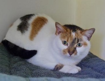 Cat of the Week - Lilly large