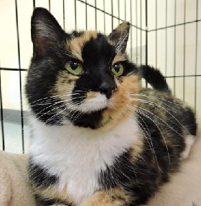 Cat of the Week - Meredith large