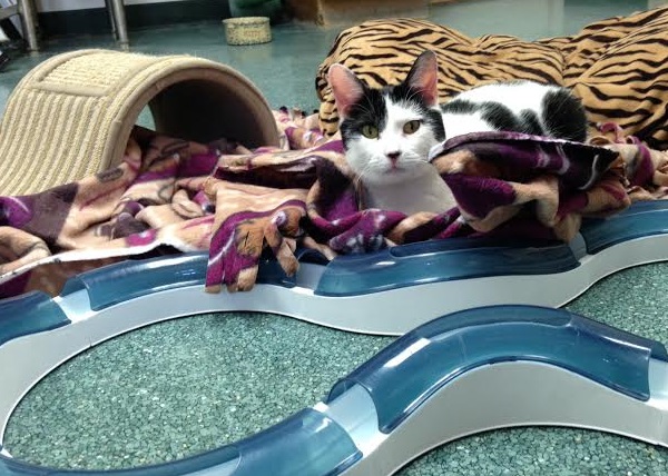 Cat of the Week - Lou Ann large