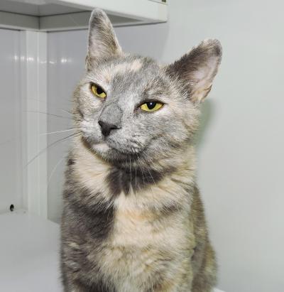 Cat of the Week - Penelope large