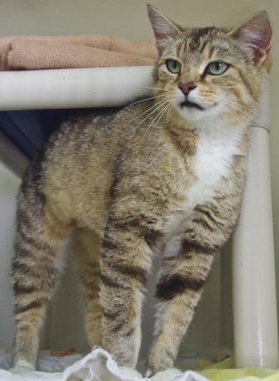 Cat of the Week - Annabelle large