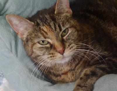Cat of the Week - Bea large