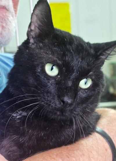 Cat of the Week - Custer large
